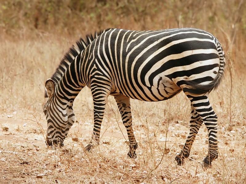Zebra
