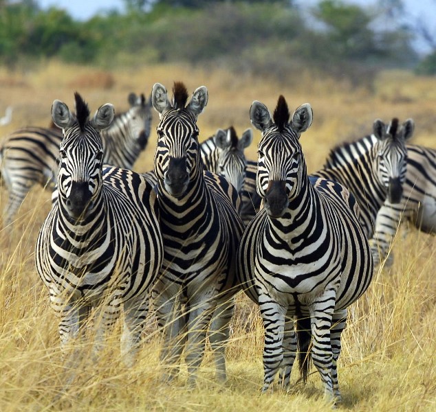 Zebra