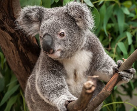 koala_5.jpg